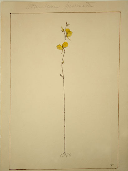 Utricularia_28